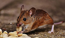 24 Hour & Emergency Exterminators in South Erie, PA